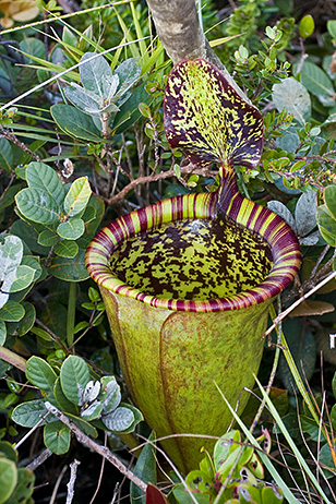 Attenboroughs pitcher plant